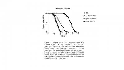 Figure 1: Lifespan assay of C. elegans strain (N2), mutant strain CB1370 daf-2 (e1370), BS3383 pmk-3 (ok169) and VC345 sgk-1 (ok538); wild strains (circle point), daf-2 (e1370)(square point), pmk-3 (ok169)(triangle point) and sgk-1(ok538)("X" point). The daf-2 and pmk-3 strains had significantly higher mean and maximum lifespan values than that on N2 (control) strain nematides. Data are shown as mean + SD (N=3), *(p<0.0001)